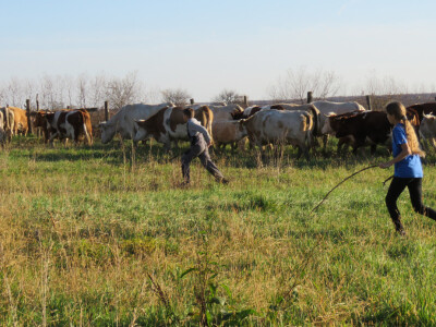 Goveda su na slobodnoj ispaši provela 7 mjeseci