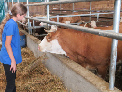 Svaka krava ima svoje ime