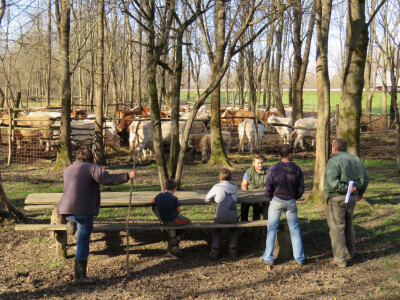 Goveda na pašnjaku Mokro polje