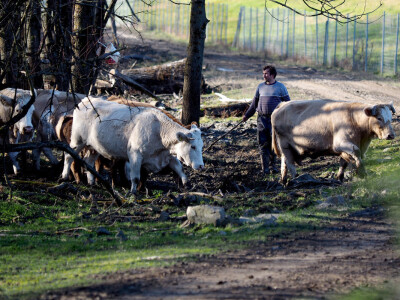 Došlovićima pomažu i članovi Udruge uzgajivača