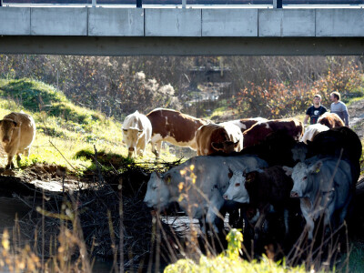 Vraćanja krava iz Mokrog polja