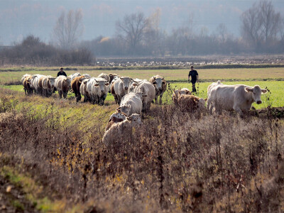 Došlovići drže simentalce i šarole