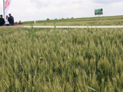 Dani polja Dow AgroSciences