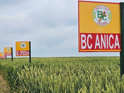 Dan polja strnih žitarica Bc Instituta u Lovasu