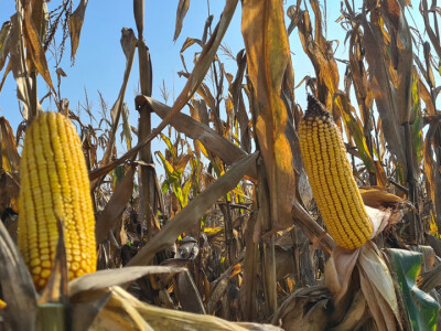 Županijski dan polja BC hibrida kukuruza