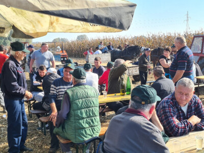 Županijski dan polja BC hibrida kukuruza