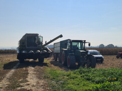 Županijski dan polja BC hibrida kukuruza