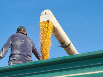 Županijski dan polja BC hibrida kukuruza