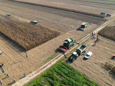 Županijski dan polja BC hibrida kukuruza