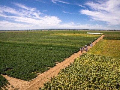 Na Danima polja soje Axereal predstavio i nove sorte - u prodaji od iduće godine