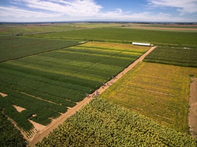 Na Danima polja soje Axereal predstavio i nove sorte - u prodaji od iduće godine
