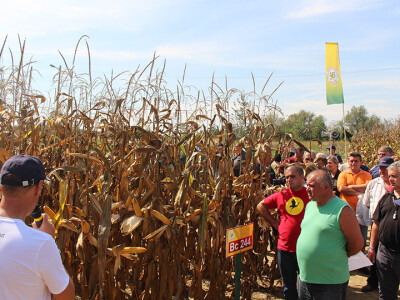 Centralni dan polja Bc hibrida kukuruza