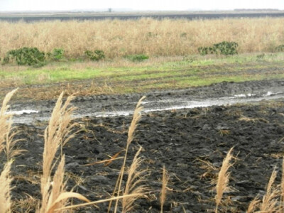 DPP &quot;Branko Gleđa&quot;