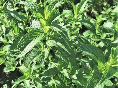 Dr Aleksandar Ristic  i lekovito bilje