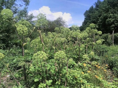 Dr Aleksandar Ristic  i lekovito bilje