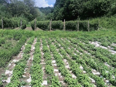 Dr Aleksandar Ristic  i lekovito bilje