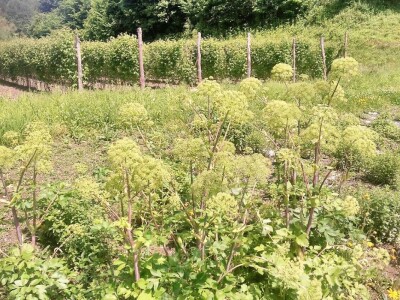 Dr Aleksandar Ristic  i lekovito bilje