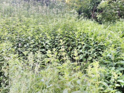 Dr Aleksandar Ristic  i lekovito bilje