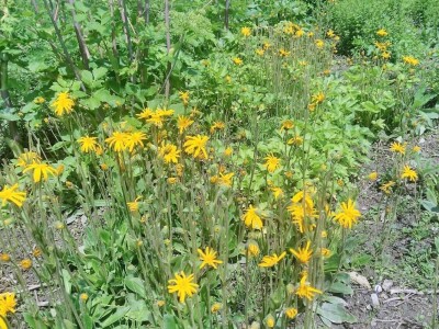 Dr Aleksandar Ristic  i lekovito bilje