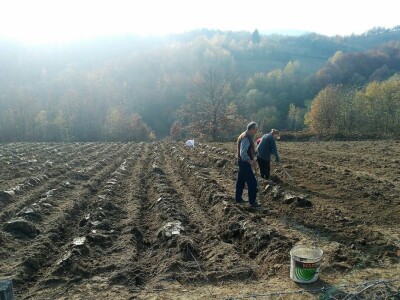 Dr Aleksandar Ristic  i lekovito bilje