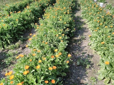 Dr Aleksandar Ristic  i lekovito bilje