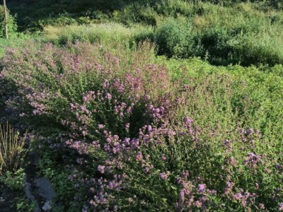 Dr Aleksandar Ristic  i lekovito bilje