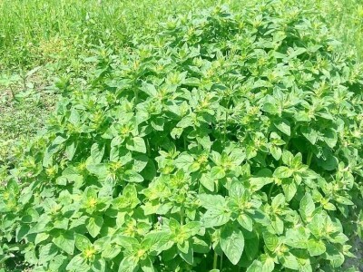 Dr Aleksandar Ristic  i lekovito bilje