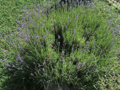 Dr Aleksandar Ristic  i lekovito bilje