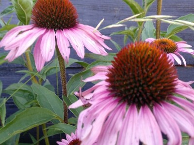 Dr Aleksandar Ristic  i lekovito bilje