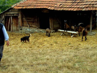 Doktor veterine u desetoj deceniji čuva koze i pravi sir!