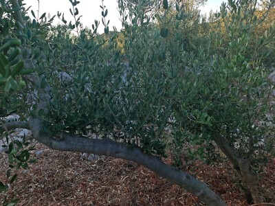 Dr. Šime Marcelić otkriva kako, unatoč žegi i suši, ber navodnjavanja sačuvati urod maslina Dr. Šime Marcelić otkriva kako, unatoč žegi i suši, ber navodnjavanja sačuvati urod maslina