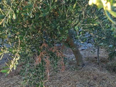 Dr. Šime Marcelić otkriva kako, unatoč žegi i suši, ber navodnjavanja sačuvati urod maslina Dr. Šime Marcelić otkriva kako, unatoč žegi i suši, ber navodnjavanja sačuvati urod maslina