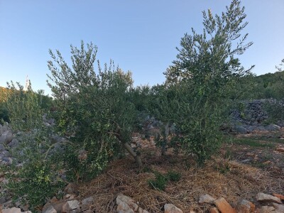 Dr. Šime Marcelić otkriva kako, unatoč žegi i suši, ber navodnjavanja sačuvati urod maslina Dr. Šime Marcelić otkriva kako, unatoč žegi i suši, ber navodnjavanja sačuvati urod maslina