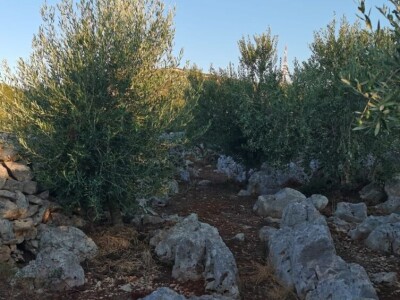 Dr. Šime Marcelić otkriva kako, unatoč žegi i suši, ber navodnjavanja sačuvati urod maslina Dr. Šime Marcelić otkriva kako, unatoč žegi i suši, ber navodnjavanja sačuvati urod maslina