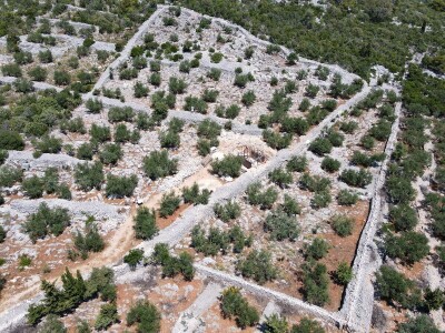 Dr. Šime Marcelić otkriva kako, unatoč žegi i suši, ber navodnjavanja sačuvati urod maslina Dr. Šime Marcelić otkriva kako, unatoč žegi i suši, ber navodnjavanja sačuvati urod maslina