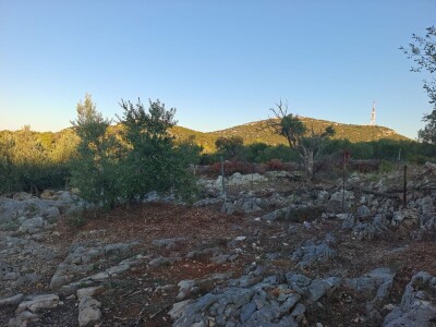 Dr. Šime Marcelić otkriva kako, unatoč žegi i suši, ber navodnjavanja sačuvati urod maslina Dr. Šime Marcelić otkriva kako, unatoč žegi i suši, ber navodnjavanja sačuvati urod maslina