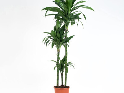 Mirisni zmajevac Mirisni zmajevac