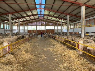 Bosanski inat Dragana Vukovića: Krenuo iz hobija, danas na farmi 1.000 grla stoke