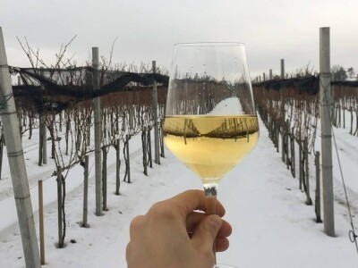 Dragan Pajić na djedovini podigao vinograd i proizvodi vrhunska vina Dragan Pajić na djedovini podigao vinograd i proizvodi vrhunska vina