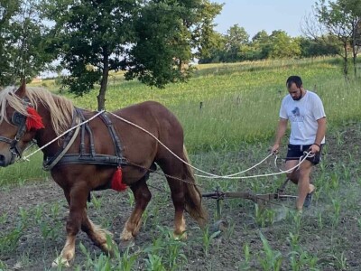 Dragan Simović šparta kukuruz pomoću konjske vuče