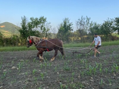 Dragan Simović šparta kukuruz pomoću konjske vuče