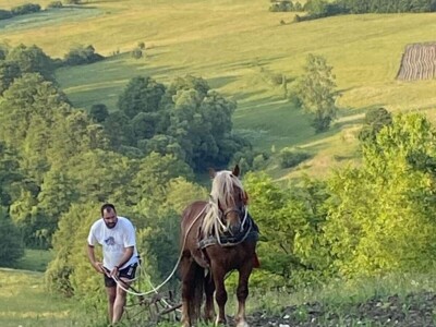 Dragan Simović šparta kukuruz pomoću konjske vuče