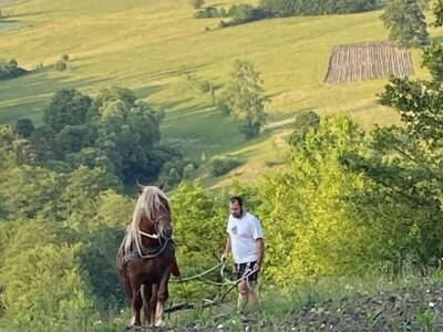 Dragan Simović šparta kukuruz pomoću konjske vuče