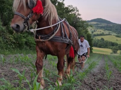 Dragan Simović šparta kukuruz pomoću konjske vuče