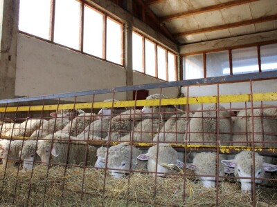 Bosanski inat Dragana Vukovića: Krenuo iz hobija, danas na farmi 1.000 grla stoke