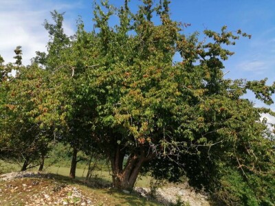 Dragana Aćić se sa porodicom vratila selu, ali i šipurku, drenjini i trnjini