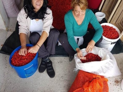 Dragana Aćić se sa porodicom vratila selu, ali i šipurku, drenjini i trnjini