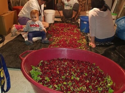 Dragana Aćić se sa porodicom vratila selu, ali i šipurku, drenjini i trnjini