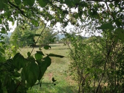 Dragana Aćić se sa porodicom vratila selu, ali i šipurku, drenjini i trnjini