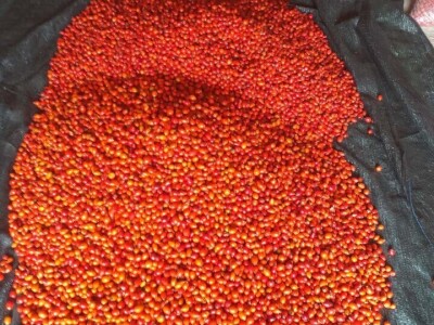 Dragana Aćić se sa porodicom vratila selu, ali i šipurku, drenjini i trnjini